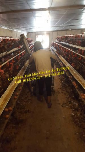 Máy Cho Gà Ăn Tự Động
