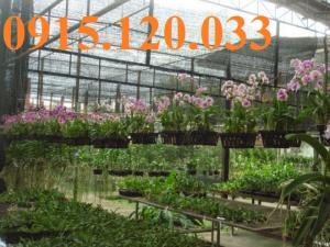 Lưới che nắng Thái Lan hãng hoa hướng dương.