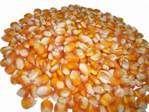 Đại lý chuyên phân phối ngô hạt và bơ các loại sản xuất bắp rang bơ giá rẻ nhất trên toàn quốc tại Hà Nội