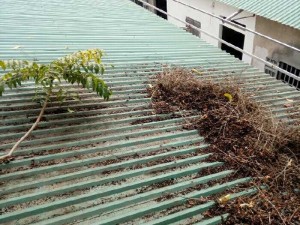 Em nhận dọn vệ sinh mái tôn sửa máng