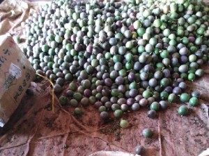 Chanh dây loại 1 chợ