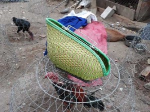 Bán giỏ đựng gà chọi .gà đòn .bán gà cho