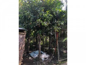 Bán cả 3 Cây kiểng Lộc Vừng