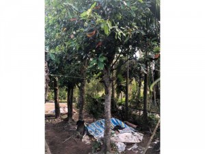 Bán cả 3 Cây kiểng Lộc Vừng