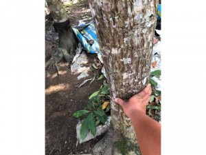 Bán cả 3 Cây kiểng Lộc Vừng