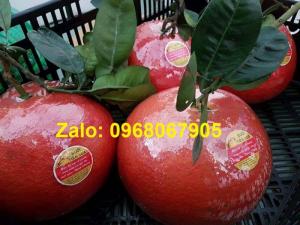 CUNG CẤP BƯỞI ĐỎ TIẾN VUA TRƯNG TẾT 0968067905