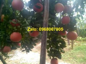 CUNG CẤP BƯỞI ĐỎ TIẾN VUA TRƯNG TẾT 0968067905
