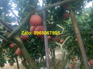 CUNG CẤP BƯỞI ĐỎ TIẾN VUA TRƯNG TẾT 0968067905