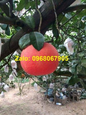 CUNG CẤP BƯỞI ĐỎ TIẾN VUA TRƯNG TẾT 0968067905