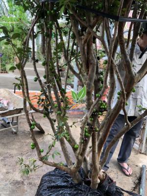 cây nho thân gỗ cây ăn quả độc đáo