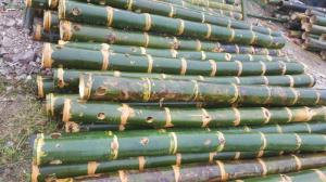 Không gian tre trúc chợ quê