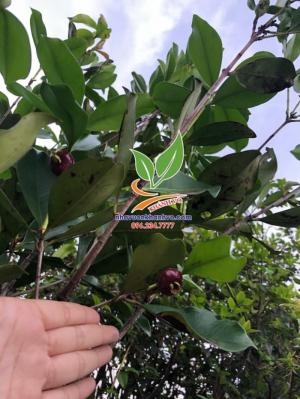 Cherry Br nhiệt đới trồng kinh tế cao tạ