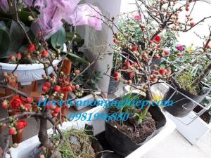 Cung cấp sỉ lẻ hoa mai đỏ toàn quốc