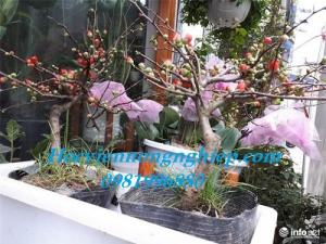 Cung cấp sỉ lẻ hoa mai đỏ toàn quốc