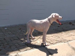 Bán chó dogo argentino