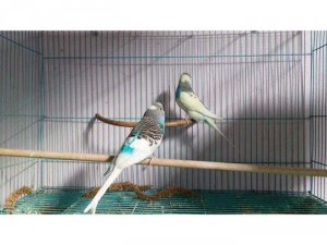 Vẹt lovebird