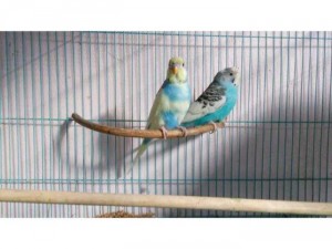 Vẹt lovebird