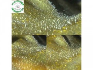 Siêu phẩm dành cho anh chị em