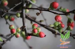 Mai đỏ