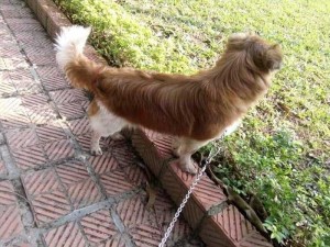 Giống chó bắc kinh lai nhật.