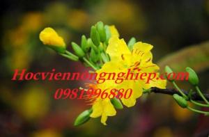 Mai Vàng Sắc Xuân
