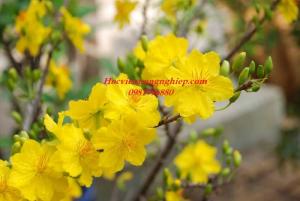 Mai Vàng Sắc Xuân