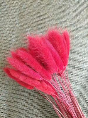 Cỏ đuôi thỏ khô phong cách vintage màu đỏ