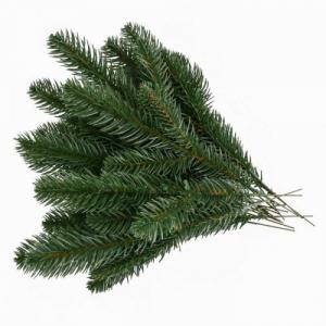 Tinh dầu thông đỏ plus 20ml – Red Pine EO nguyên chất thiên nhiên Ấn Độ – Thiền định, tập trung