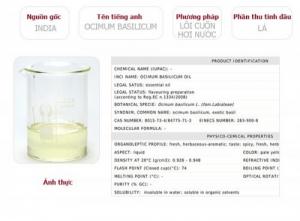 Tinh dầu húng quế Plus 20ml - Basil EO nguyên chất thiên nhiên Ấn Độ - Xông hương, Thơm phòng