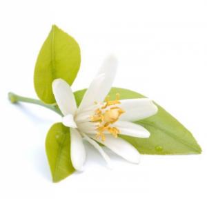 Tinh dầu hoa cam plus 20ml – Neroli EO nguyên chất thiên nhiên Ấn Độ – Thơm lạ, dễ chịu