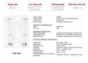 Tinh dầu bạch đàn plus 20ml – Eucalyptus EO nguyên chất thiên nhiên Ấn Độ – Thơm mát, tập trung