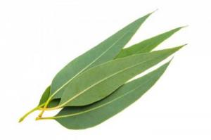 Tinh dầu bạch đàn plus 20ml – Eucalyptus EO nguyên chất thiên nhiên Ấn Độ – Thơm mát, tập trung