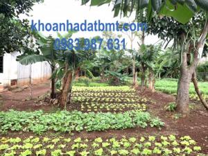Đất TC 100% 4,2*24m,890tr,mặt tiền A6,giá tốt,1 lô duy nhất,nhiều lô xung quanh