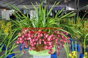 Cung cấp sỉ địa làn