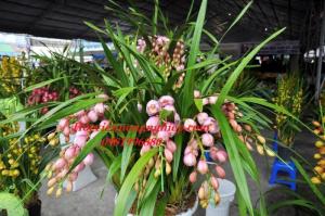 Cung cấp sỉ địa làn