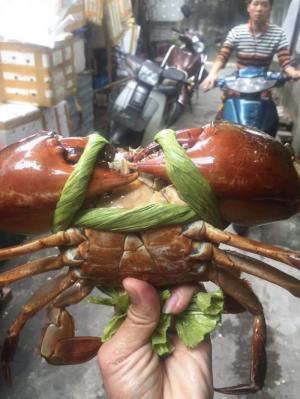 Cua biển miền Tây Kiên Giang
Cua biển tươi