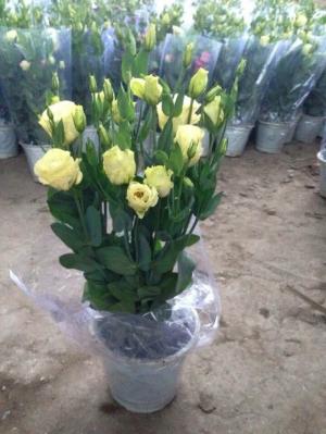 cung cấp hoa cát tường tết 2019, trung tâm cung cấp sỉ, lẻ, toàn quốc.