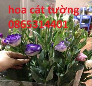 cung cấp hoa cát tường tết 2019, trung tâm cung cấp sỉ, lẻ, toàn quốc.