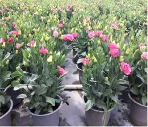 cung cấp hoa cát tường tết 2019, trung tâm cung cấp sỉ, lẻ, toàn quốc.