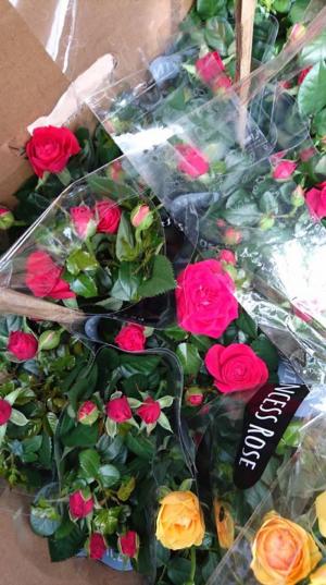 Hoa hồng Tezza, cây giống chuẩn chậu hoa đẹp trưng bàn ngày tết hoặc ngày thường rất tuyệt