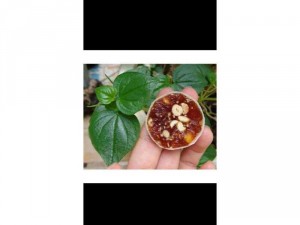 Kẹo khóm minh tiến