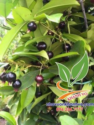 Cây Cherry trồng ở Việt Nam có ra trái không.