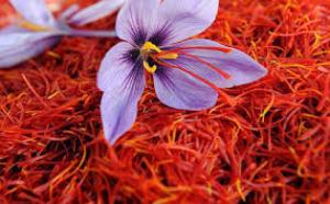 Tìm đại lý phân phối nhụy hoa nghệ tây saffron chiết khấu cực tốt