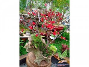 Cây Hoa Mai đỏ Tài Lộc siêu nụ
