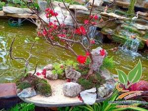 Cây Hoa Mai đỏ Tài Lộc siêu nụ