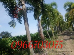 Cao đuôi chồn, cao tứ quý cao vua