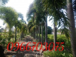 Cao đuôi chồn, cao tứ quý cao vua