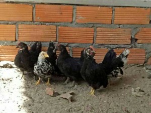 Bán gà tre thái rặc