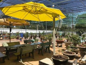 Dù cafe trực tiếp sản xuất giá rẻ nhất
