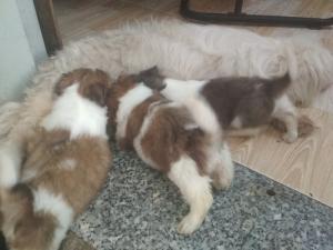 Bán 3 em chó Nhật còn nhỏ hiện nay đã ăn được